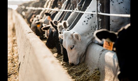 Cows in feed lot