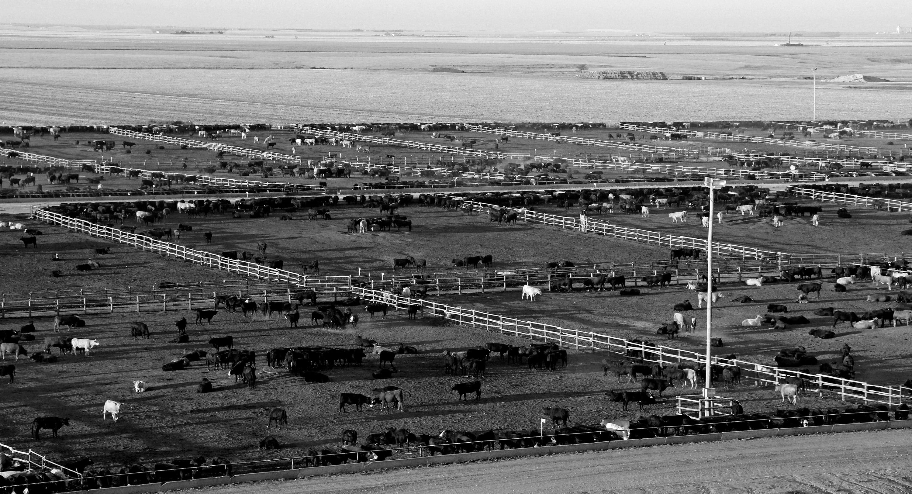 Feedlot2-BW-crop