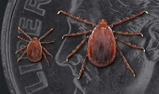 longhorned ticks