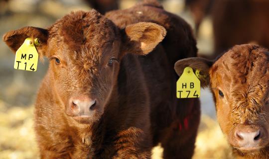 two brown calves