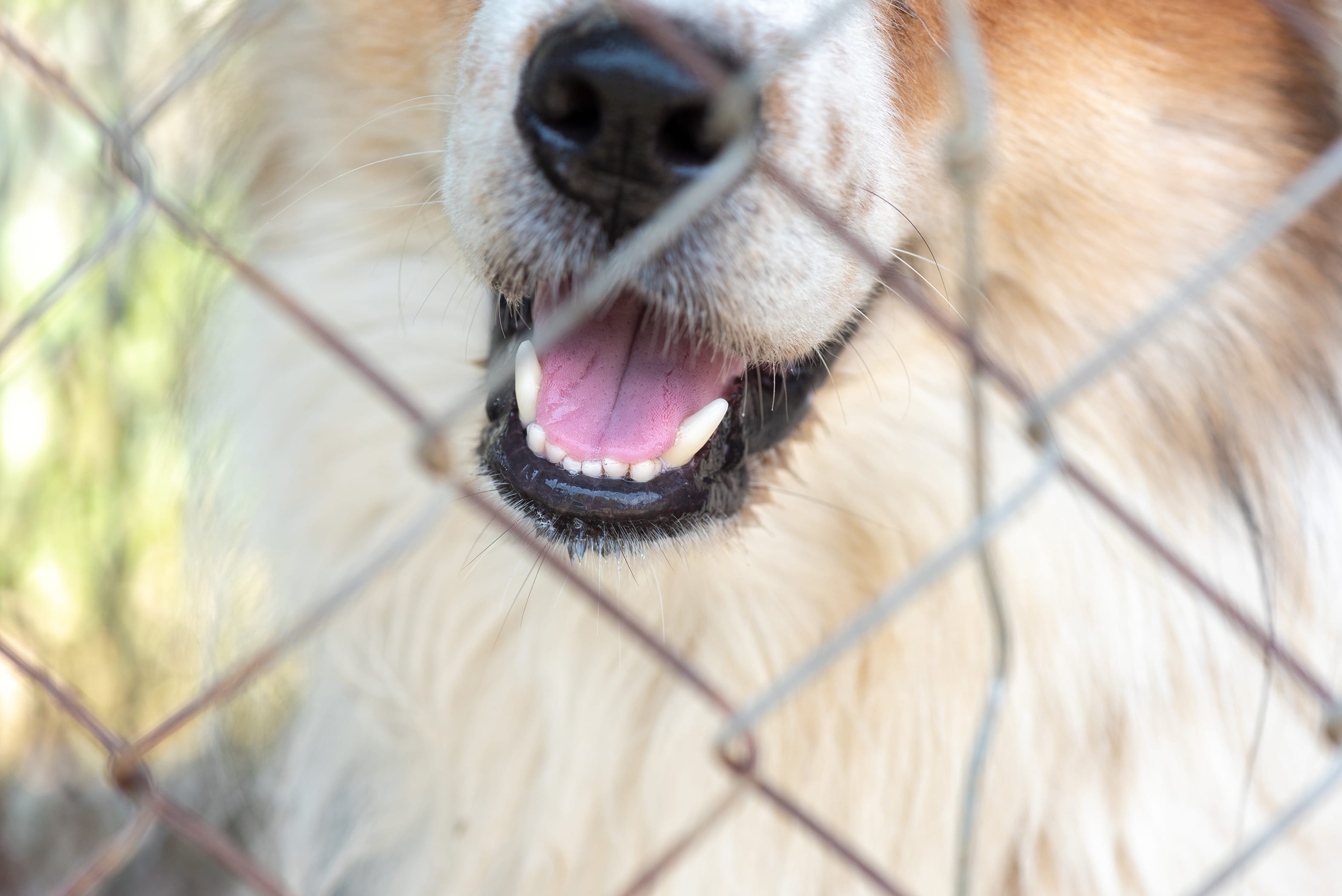 canine separation