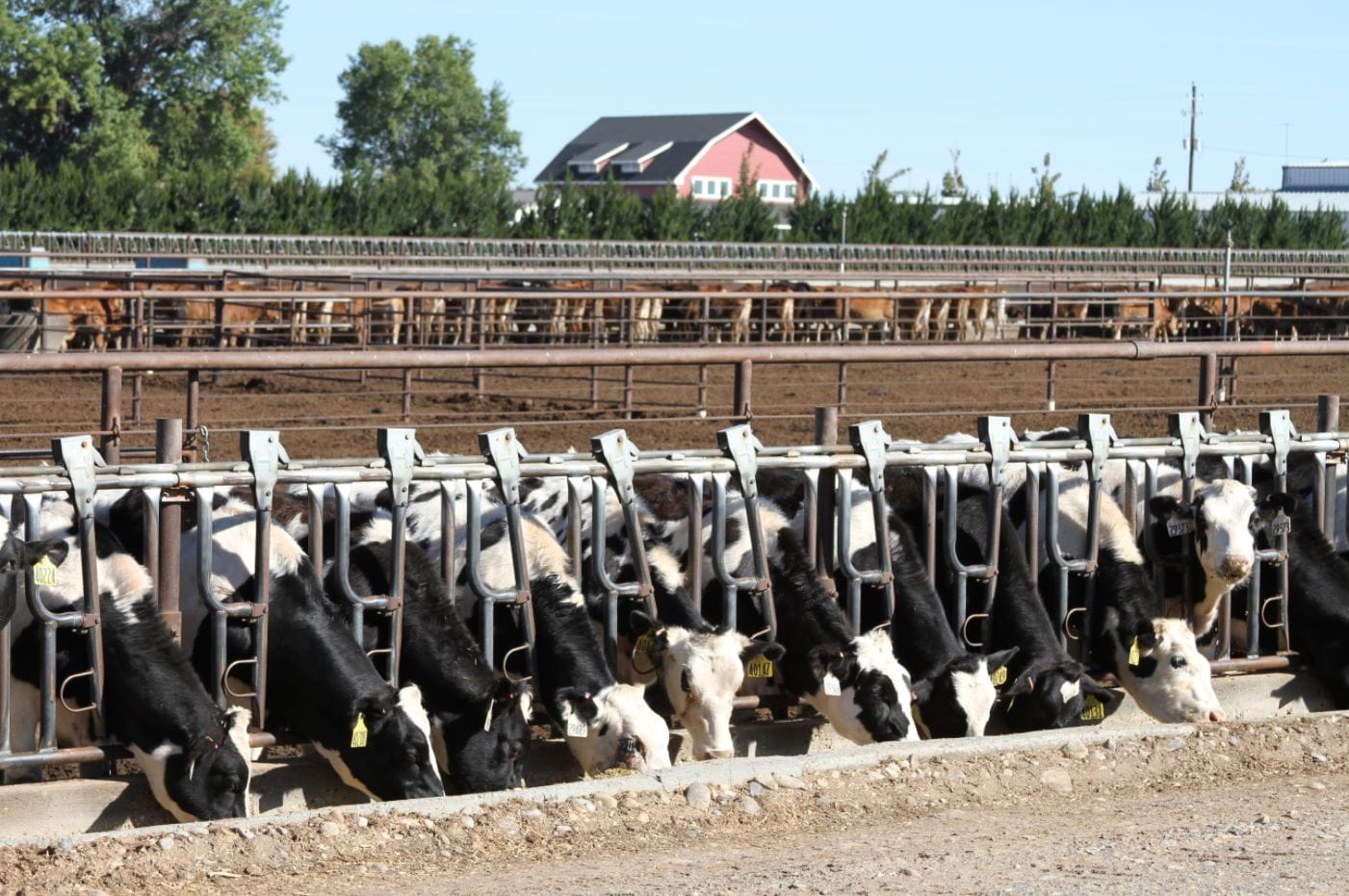 Cattle feeding
