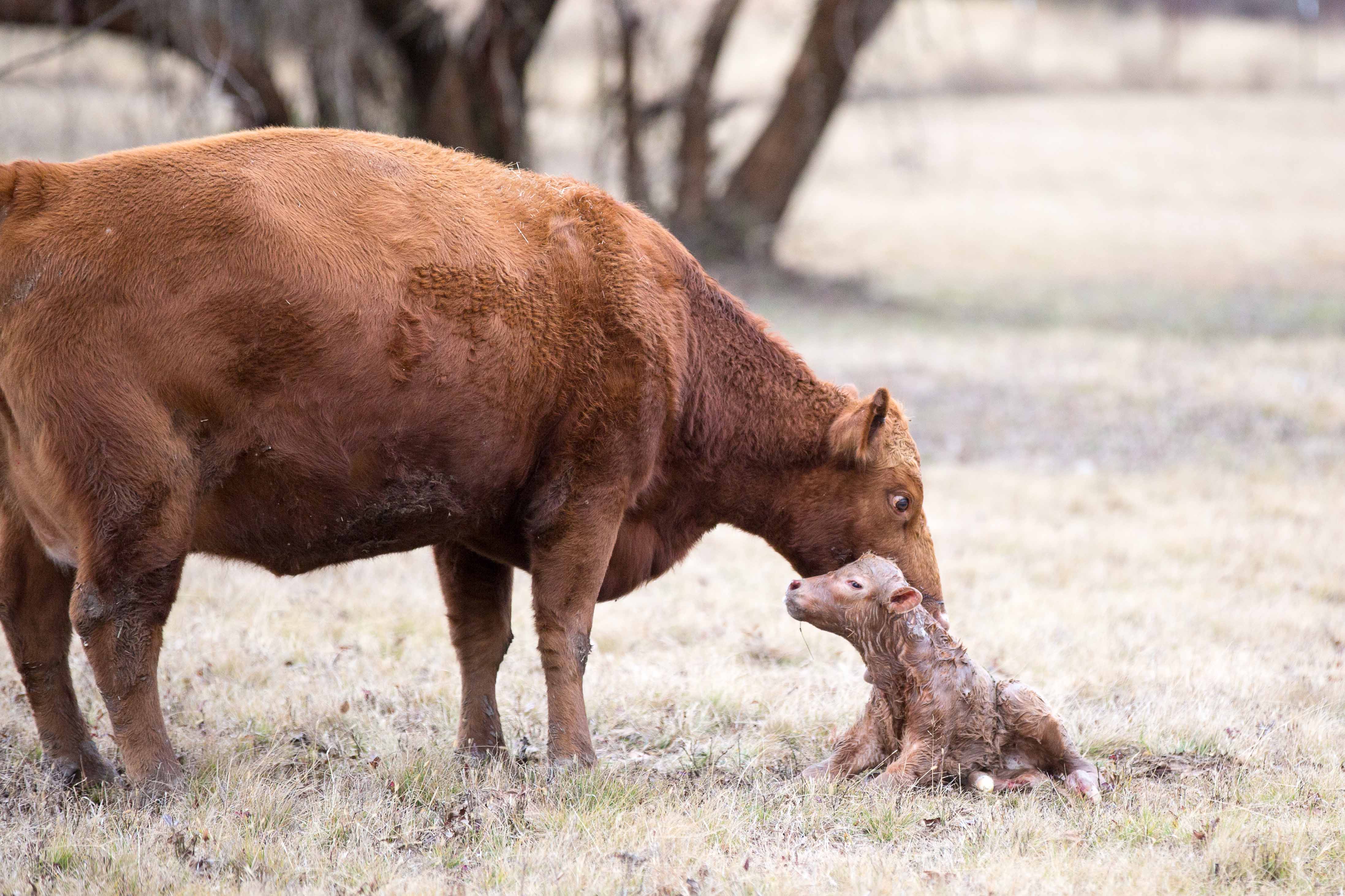 Cow with newborn calf