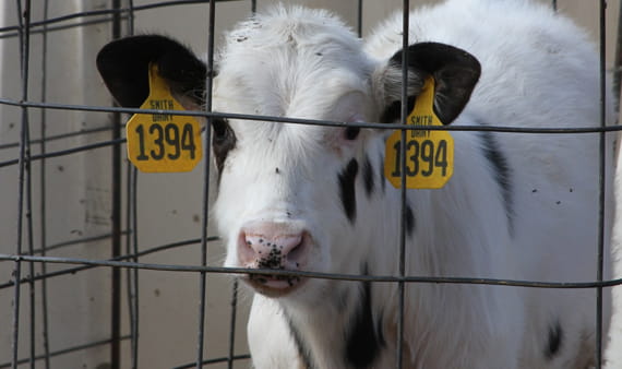 dairy-CARD