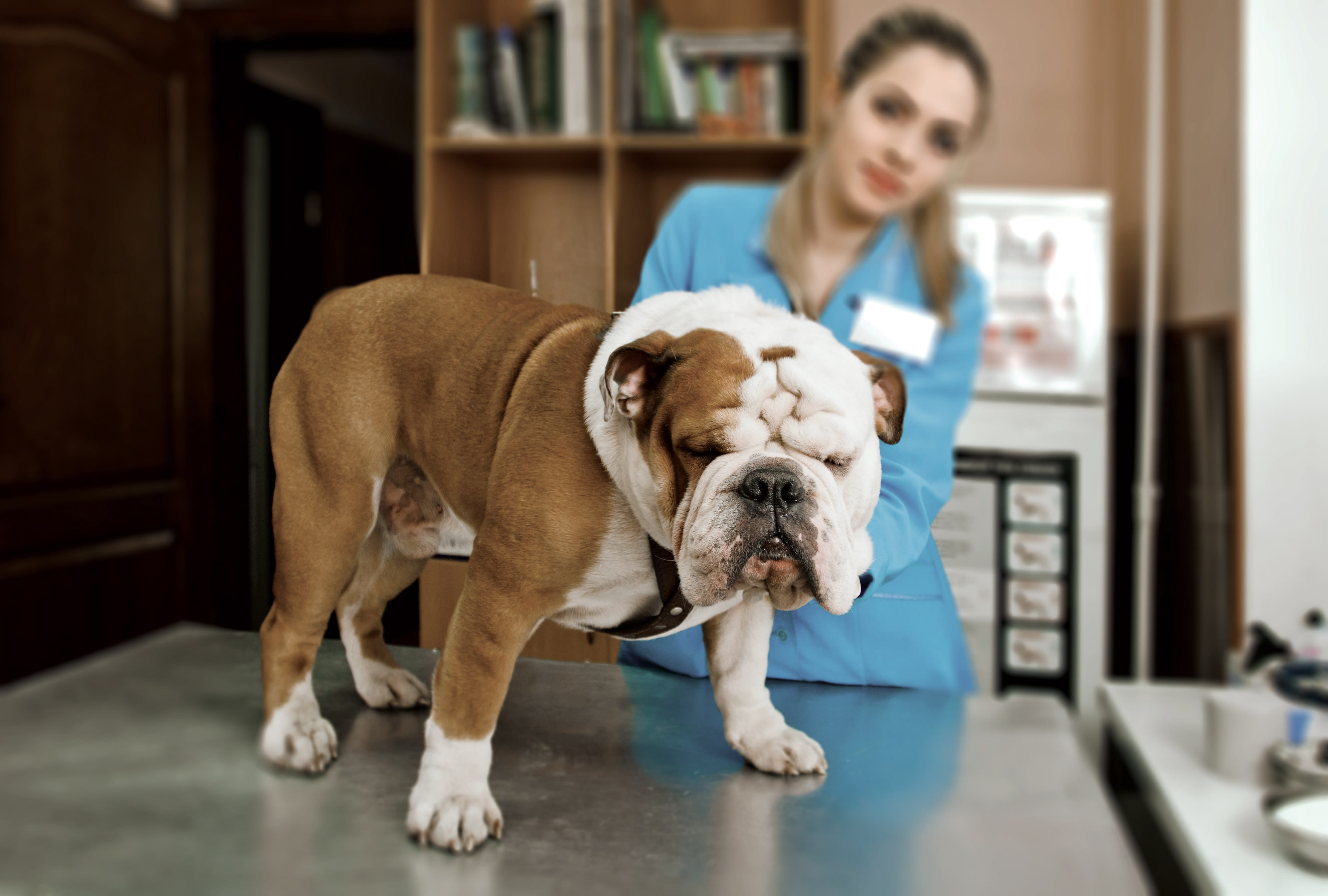english-bulldog-pyoderma