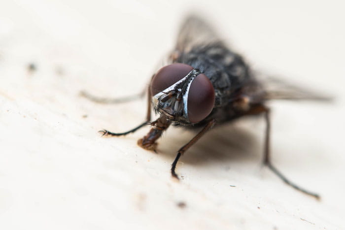 Fly2