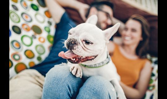 french bulldog couple