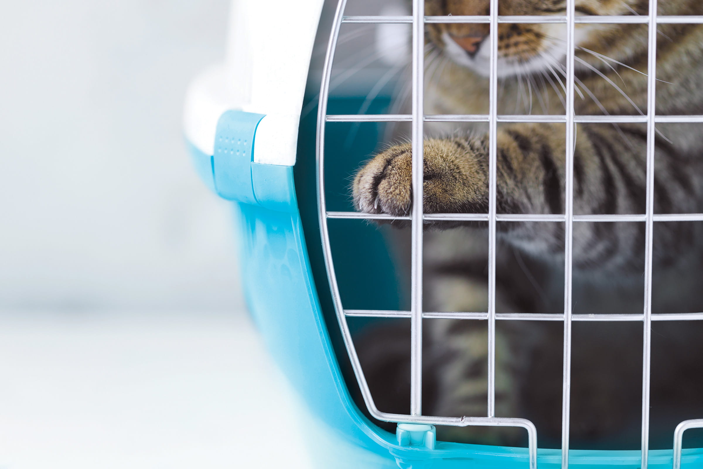 cat in travel carrier
