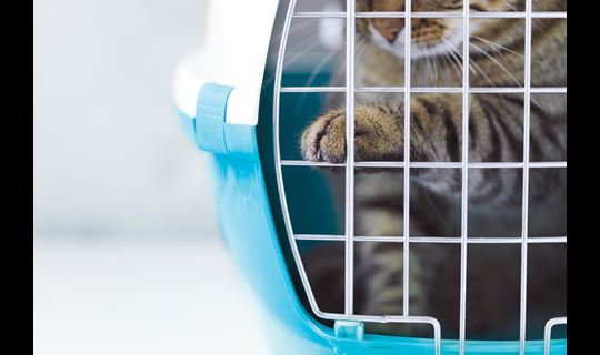 cat in travel carrier