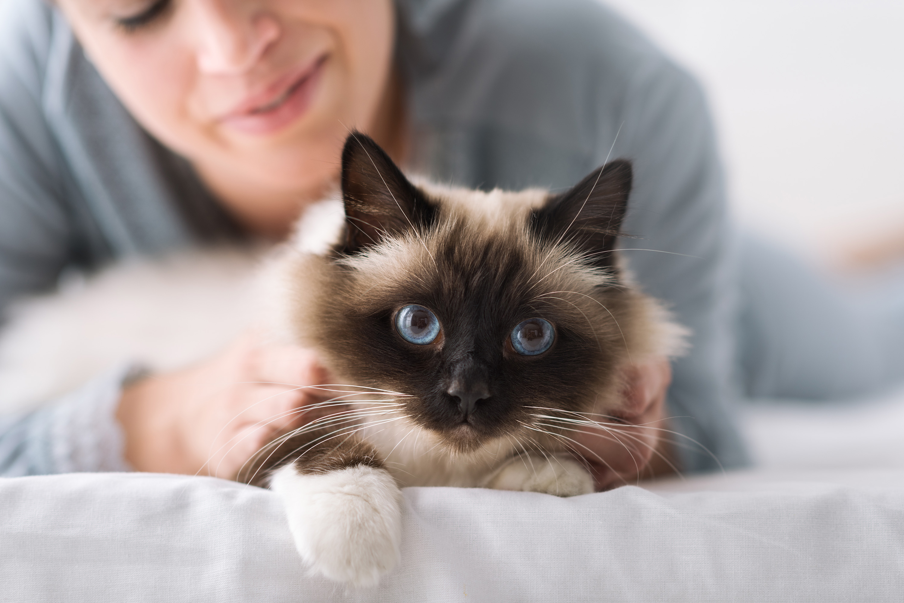 healthy cat