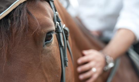 horse chip hand