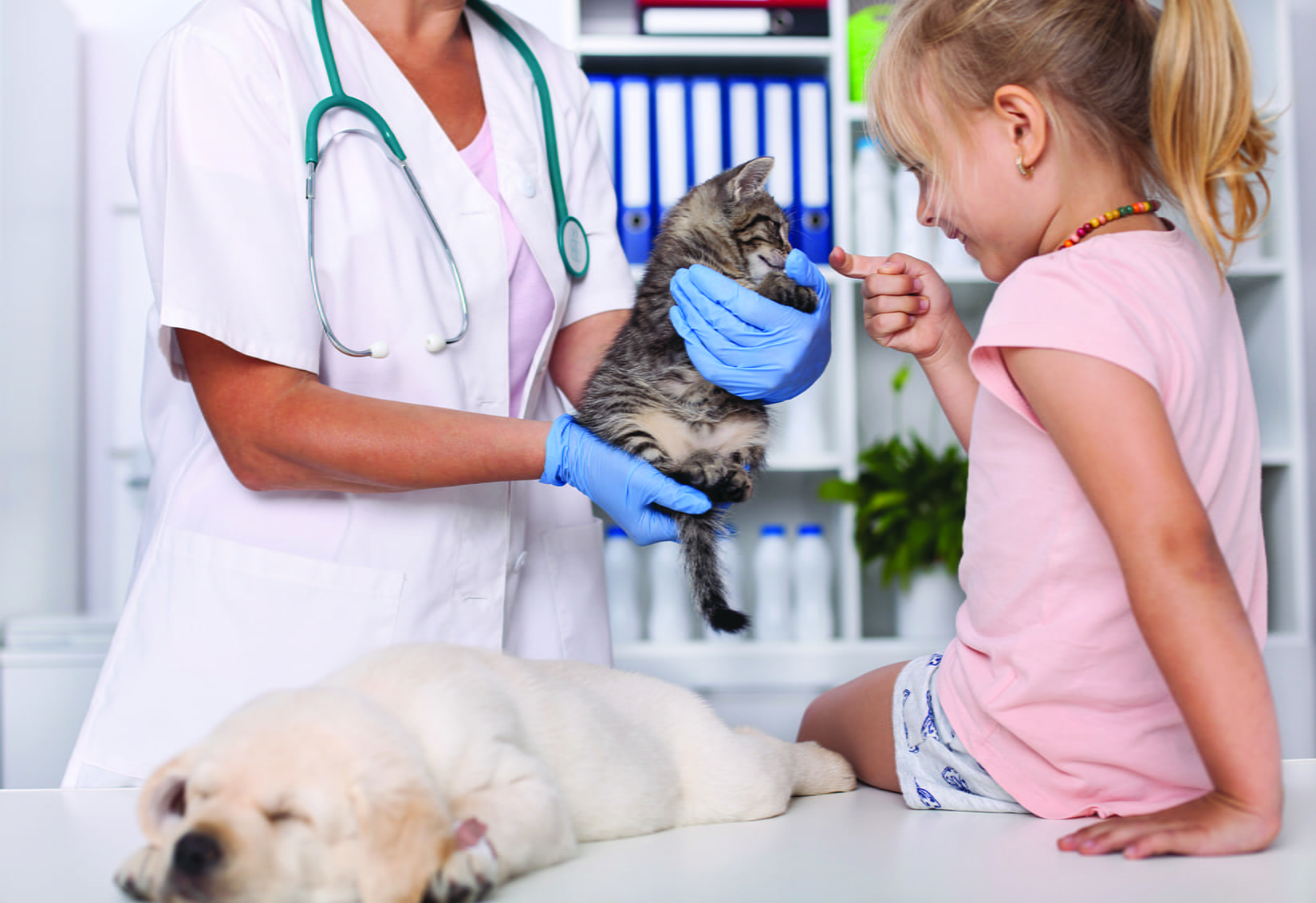 kitten child vet