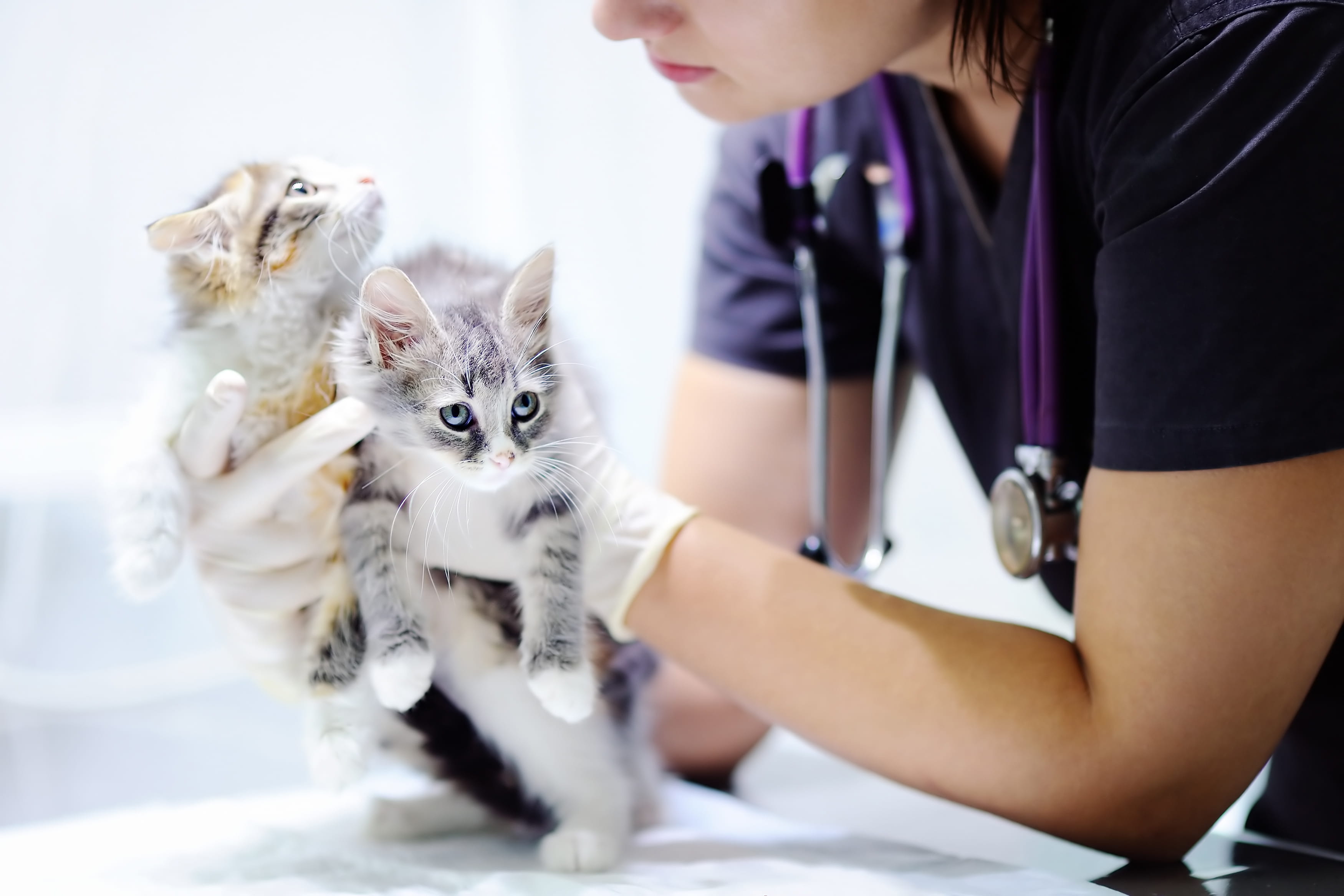 kitten exam