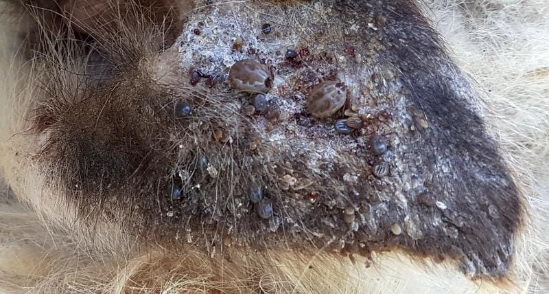 Longhorn tick on sheep ear