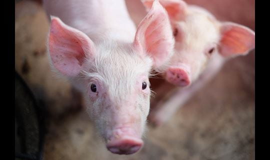 two piglets