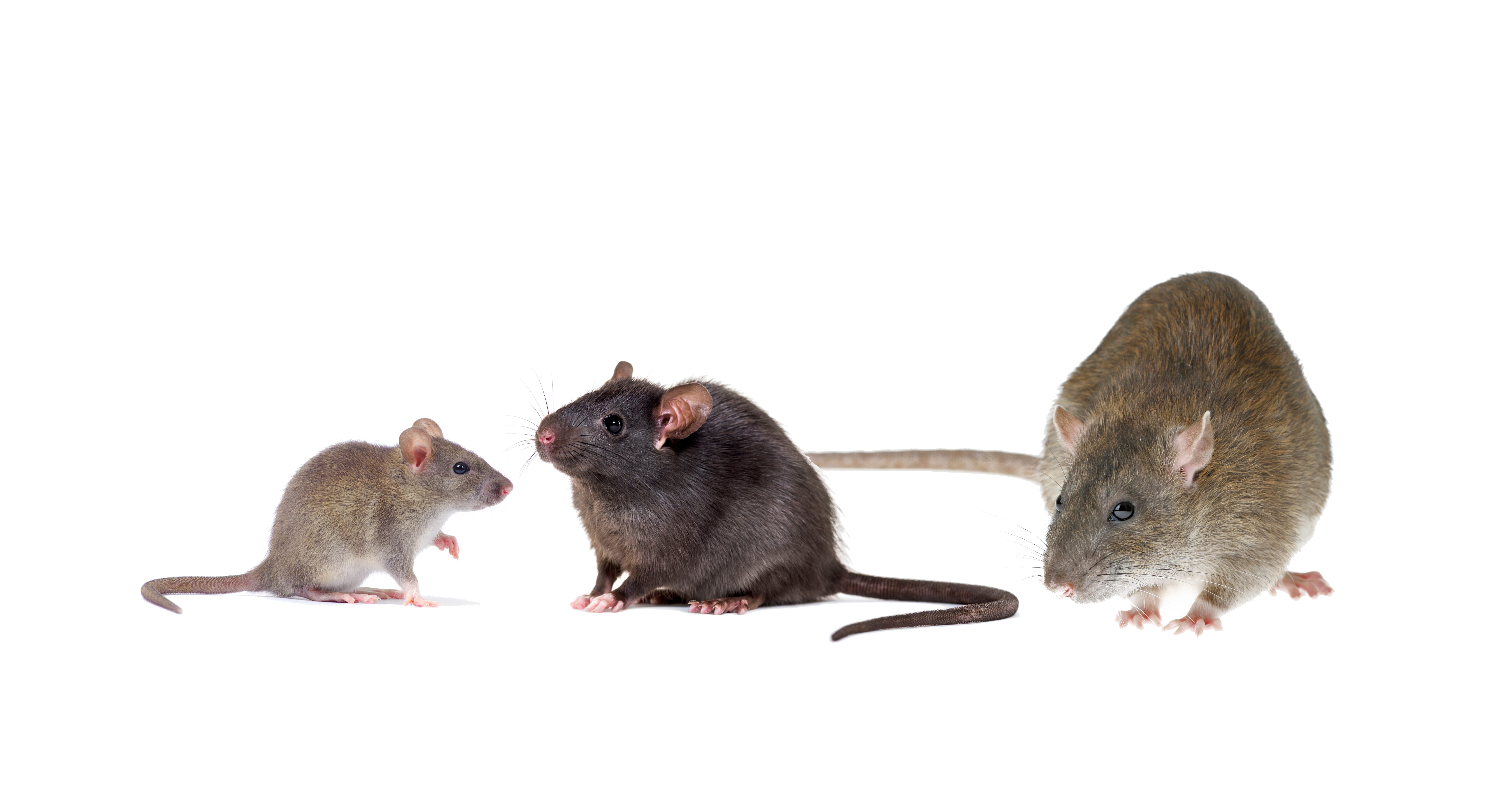 Three rats