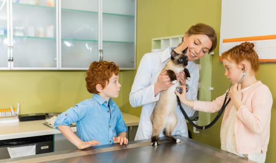 vet kids cat