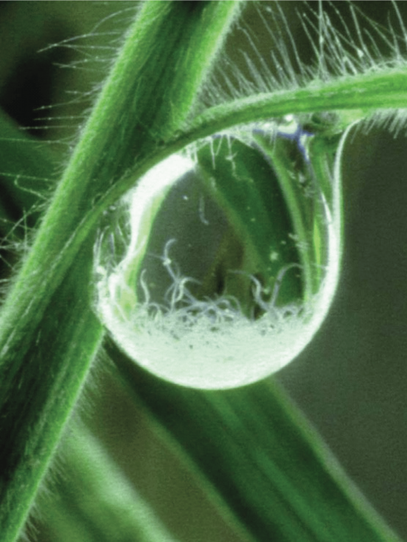Water Drop