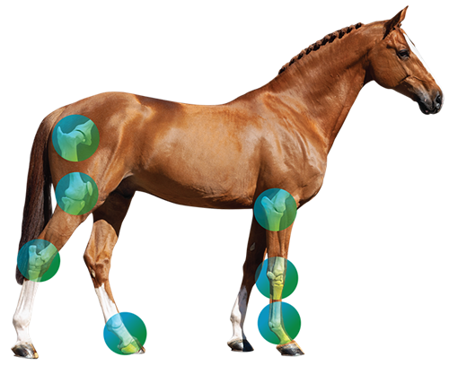 horse diagram with bones