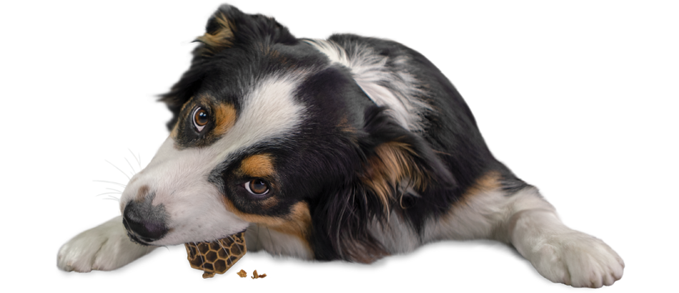 Tilly the dog chewing on a yummy combs flossing treat
