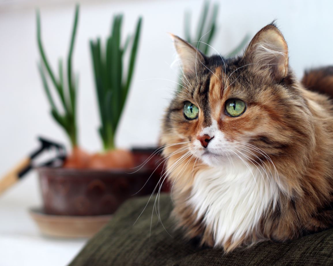 Cat resting on a couch next to a house plant