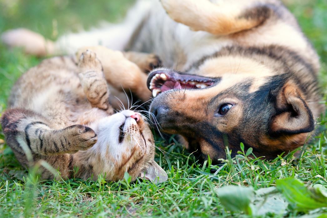 Cat and dog rolling and playing in grass