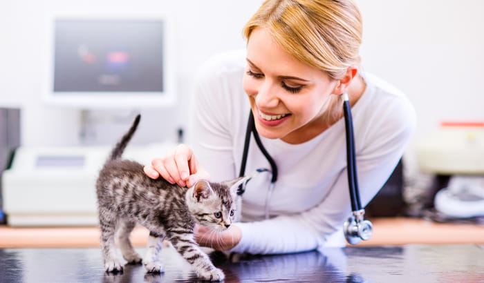 female veterinarian petting kitten on exam table