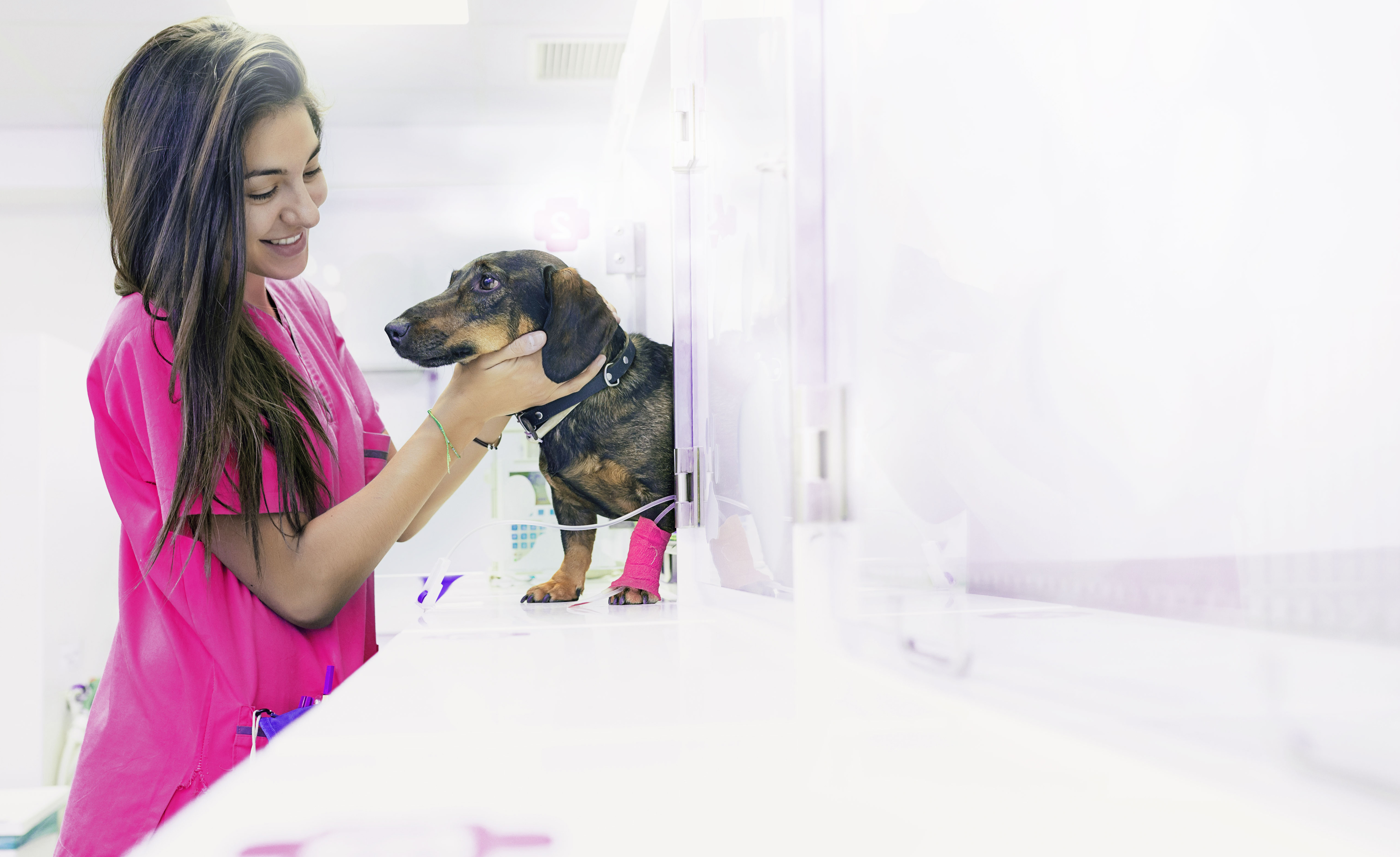 Vet tech with Dachshund patient