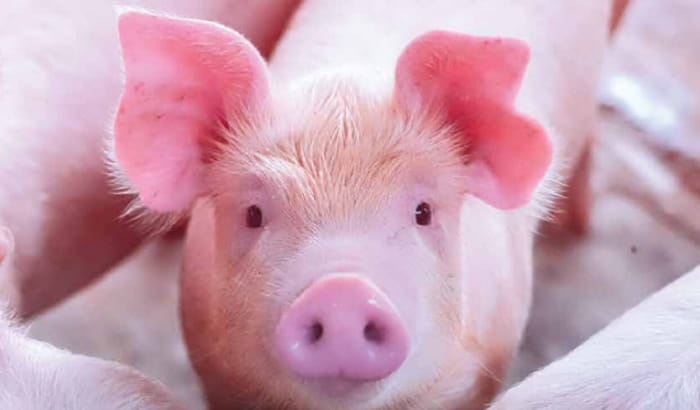 Swine 2022 Volume 1 Messenger Focus issue - piglet on the cover