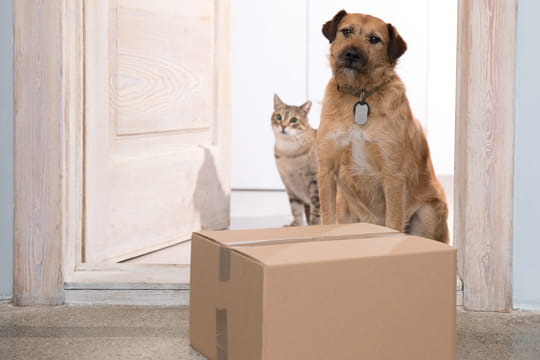 Dog and cat sitting at the door looking at a newly delivered package