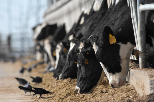 Dairy cows eating outside while birds pick at the cattle feed