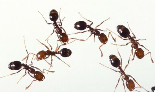 fireants-CARD