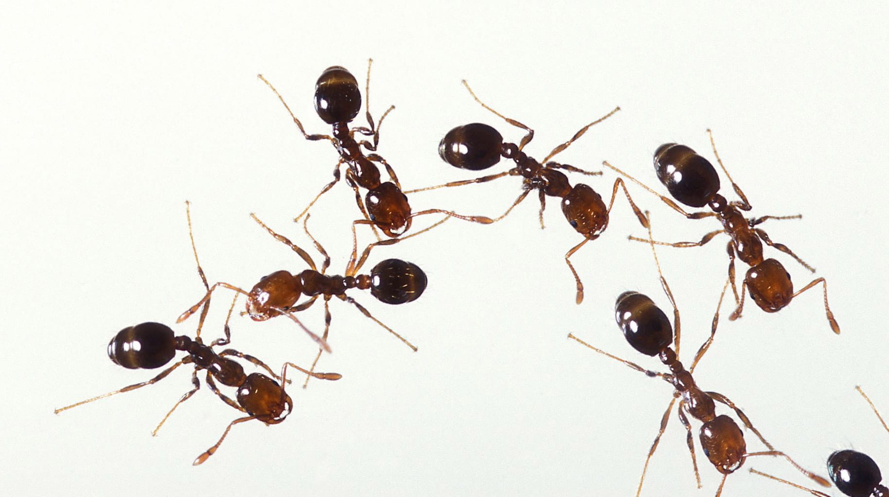 fireants