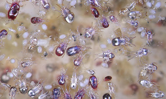 mites-CARD