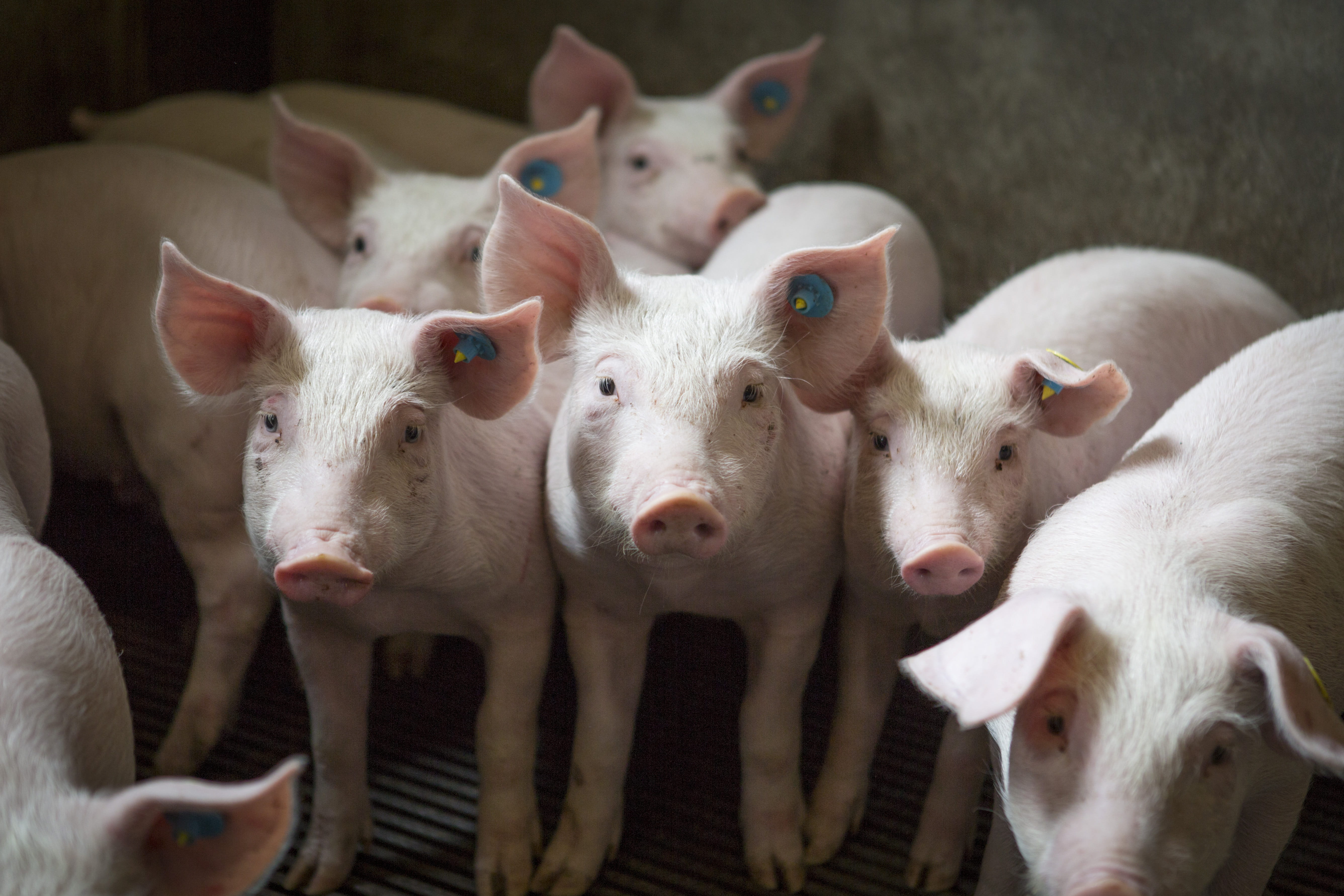 Group of pigs